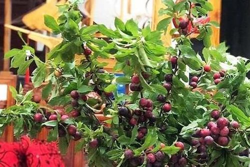 Giá vé máy bay giảm mạnh sau nghỉ lễ, mận nguyên cành bán theo set đắt khách