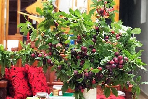 Mận cơm rẻ như cho vẫn ế, mận nguyên cành đắt giá cháy hàng