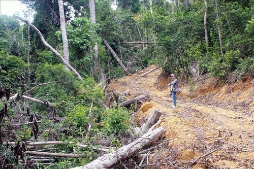 Khởi tố thêm hai bị can vụ mở đường phá rừng giáp ranh tại Phú Yên
