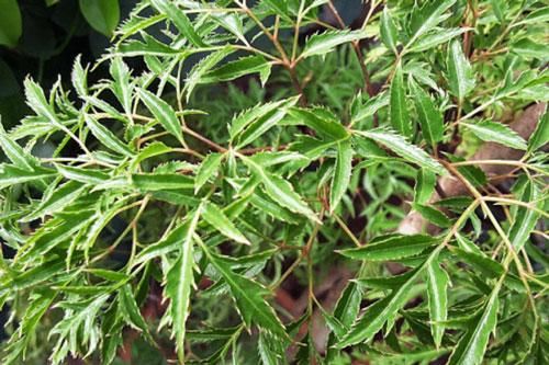 Vì sao nói cây đinh lăng là 'Nhân sâm' của người nghèo, 'thần giữ của' trong mọi gia đình?