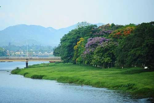 Huế đẹp dịu dàng trong những sắc hoa mùa hạ