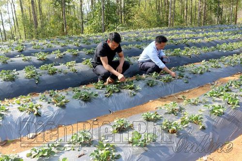 Chuyển đổi cây trồng phù hợp địa bàn vùng cao