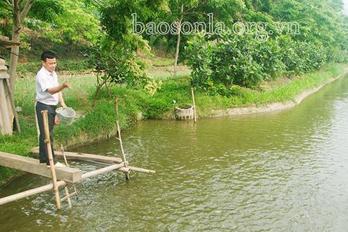 Nhiều mô hình kinh tế hiệu quả của CCB xã Gia Phù