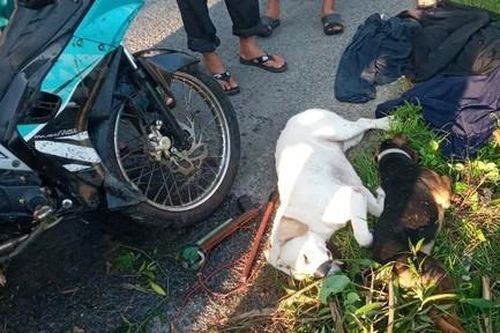 Cẩu tặc từng dùng súng bắn bị thương Công an, nay tiếp tục đi trộm chó