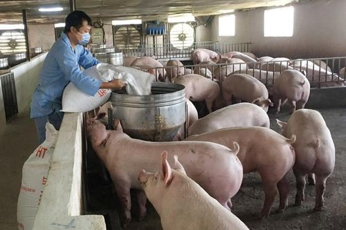 Đẩy mạnh việc thống kê đàn vật nuôi