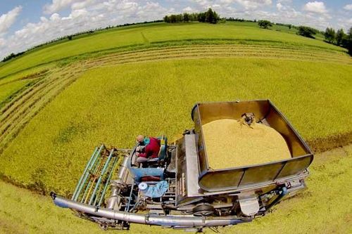 Xuất khẩu gạo của Thái Lan giảm mạnh