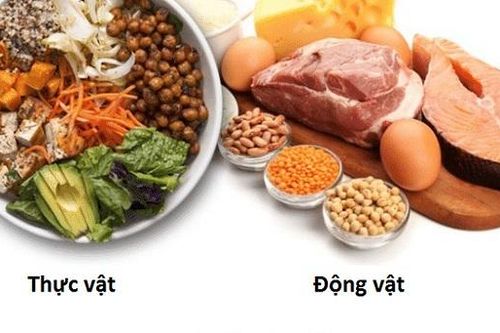 Thiếu protein, con người sẽ không hoạt động được