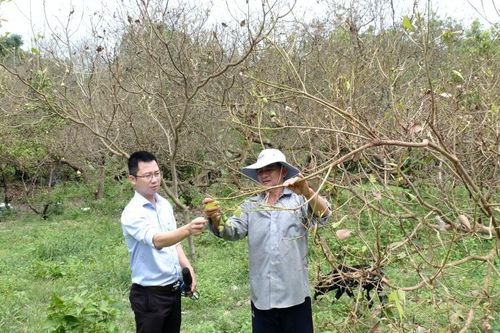 Nhiều vườn cây bị bọ cánh cứng tấn công ở Bình Phước