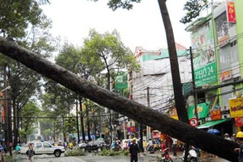 Kiểm tra xử lý cây xanh hạn chế gãy đổ trong mùa mưa bão