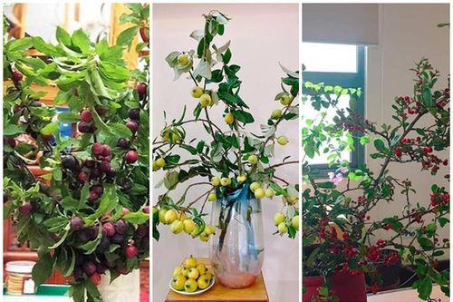 Trái cây rừng nguyên cành 'giá chát' hút chị em Hà thành