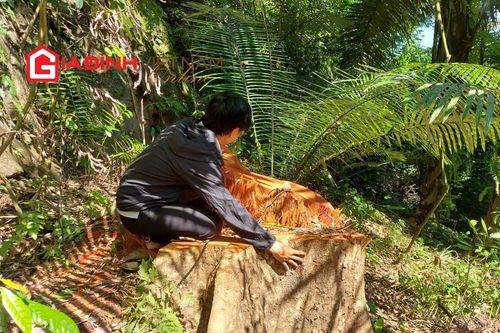 Cận cảnh rừng gỗ quý trăm tuổi bị tàn phá ở huyện A Lưới - Thừa Thiên Huế