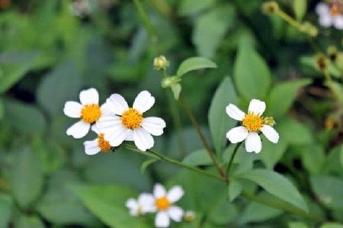 9+ tác dụng của cây xuyến chi đối với sức khỏe
