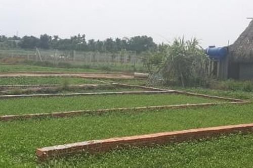 Củ Chi - TP.HCM: Phân lô bán nền trái phép trên đất trồng rau muống