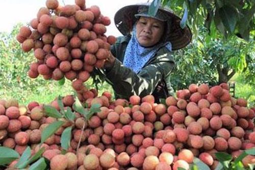 Hải Dương đưa vải thiều lên sàn thương mại điện tử