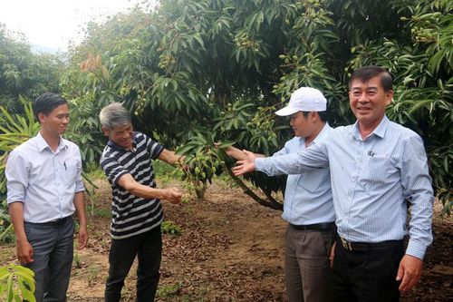 Vải U hồng trên cao nguyên Di Linh