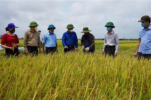 Khẩn trương thu hoạch lúa vụ đông xuân và chuẩn bị đầy đủ các điều kiện cần thiết để triển khai sản xuất vụ hè thu