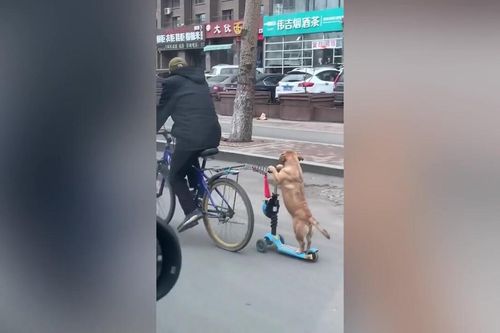 Clip: Chó đi xe trượt trên phố cực 'đỉnh'