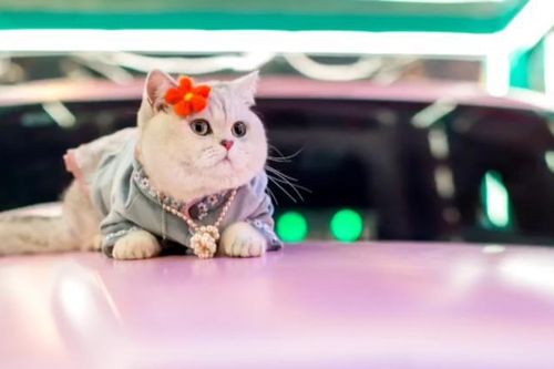 Mỗi lần xuất hiện, chú mèo giúp chủ nhân đút túi cả nghìn đô