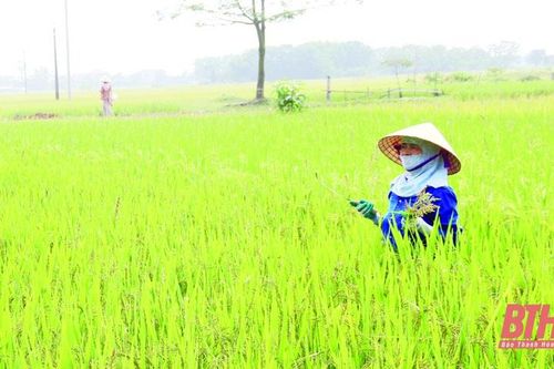 Phát triển sản phẩm nông nghiệp chủ lực gắn với chế biến, tiêu thụ