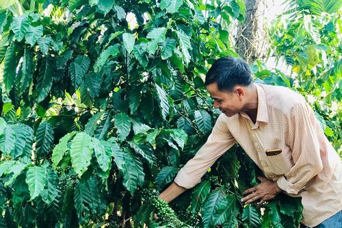 Cà phê ghép chồi: Kháng bệnh tốt, năng suất cao