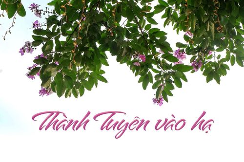 Thành Tuyên vào hạKhông thực hiện 5K - tự đánh mất sự an toànDu khách tuân thủ các quy định phòng chống dịch khi tham quan tại Khu di tích Quốc gia đặc biệt Tân TràoKhu du lịch sinh thái Na Hang – Lâm Bình nhìn từ trên caoMùa hoa lim vang Tân TràoNgười dâ