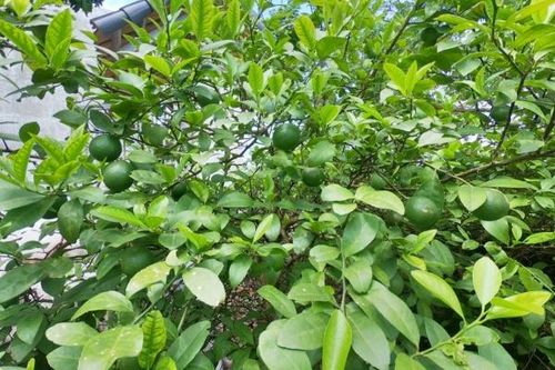 Chanh - thuốc chống viêm, giảm ho