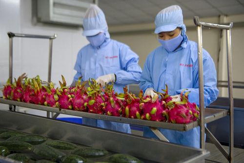 Tấp nập đầu tư nhà máy chế biến rau quả
