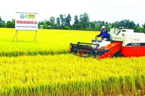 Tính toán mua lại bản quyền giống lúa ST25