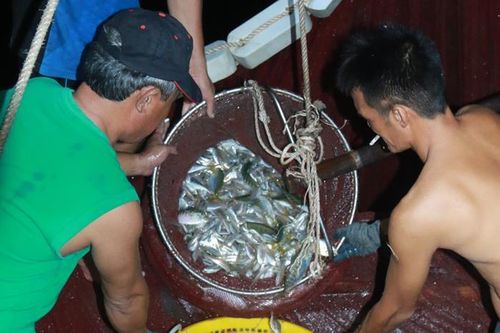 'Báo động đỏ' nghề khai thác thủy sản (bài 4)