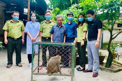 Hà Tĩnh: Khỉ đuôi lợn và cu li nhỏ được bàn giao cho Vườn Quốc gia Vũ Quang