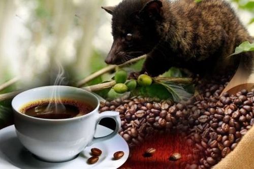 Đâu là loại cà phê đắt nhất thế giới hiện nay?