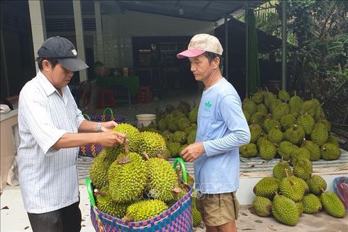 'Nghịch lý' sầu riêng đầu mùa được giá cao
