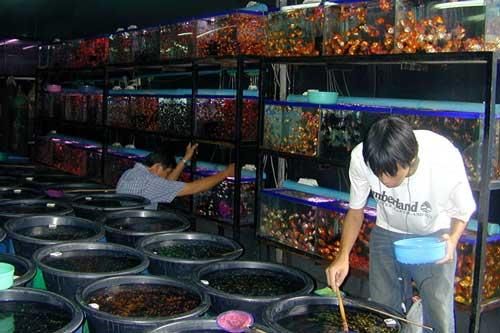 Khám phá bên trong chợ cá triệu đô tại Bangkok