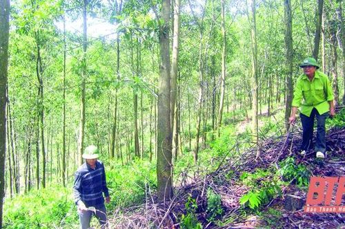 Bảo vệ gắn với phát triển rừng hiệu quả tại Ban Quản lý rừng phòng hộ Như Thanh