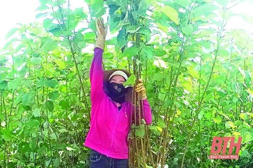 Huyện Cẩm Thủy có nhiều giải pháp giúp Nhân dân phát triển kinh tế