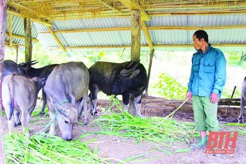 Phát triển chăn nuôi đại gia súc ở Như Xuân