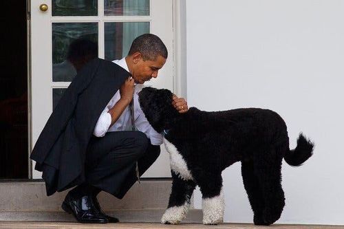 Ông Obama đăng tweet tiếc thương cựu đệ nhất khuyển của Nhà Trắng