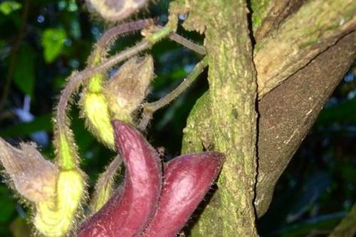 Một loài thực vật mới được phát hiện tại Vườn quốc gia Vũ Quang