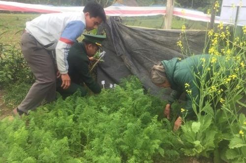 Tái diễn tình trạng trồng các loại cây chứa chất ma túy