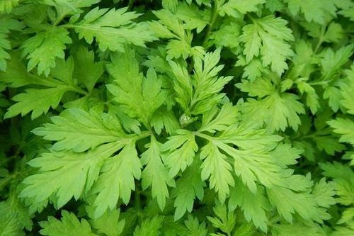 Ngải cứu có tiềm năng điều trị bệnh nhân COVID-19