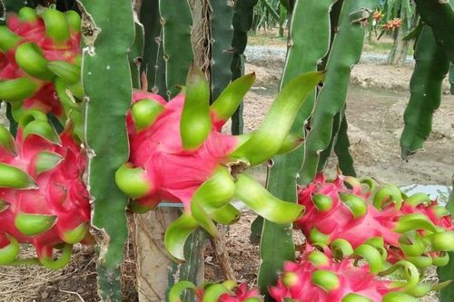 Doanh nghiệp xuất khẩu nông sản vượt khó trước đại dịch Covid - 19