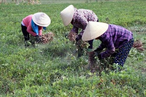 Giá thu mua lạc Đông Xuân tăng cao