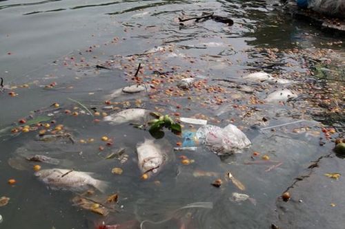 Hồ Tây đang ô nhiễm, chưa có cách xử lý hiệu quả