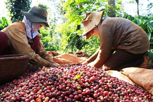 Nông sản Việt: Đừng thờ ơ với chỉ dẫn địa lý