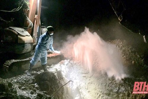 Toàn tỉnh đã tiêu hủy 722 con trâu, bò con trâu bò bị bệnh viêm da nổi cục
