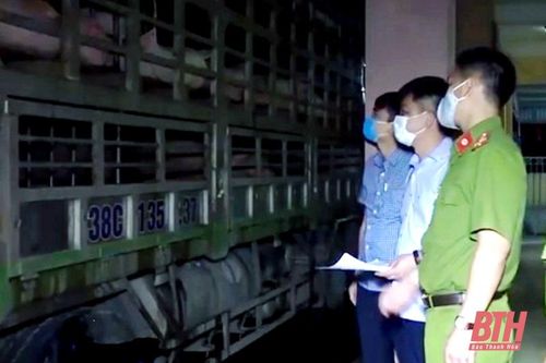 Bắt xe chở lợn nhiễm bệnh tả lợn Châu Phi