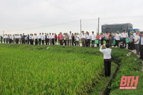 Nhân rộng mô hình liên kết sản xuất lúa theo chuỗi