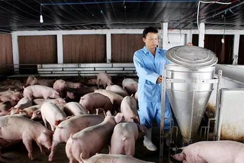Giá thức ăn chăn nuôi tăng cao: Nông dân lỗ nặng