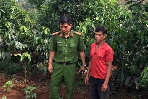Cặp vợ chồng trồng hàng trăm cây cần sa để...chữa bệnh cho gà