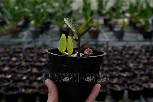 Giải mã công nghệ tạo giống lan rừng quý hiếm - Bài 1: Nhân giống hàng loạt lan Giả hạc Di Linh